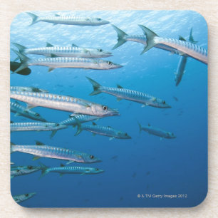 Schule von blackfin Barracuda (Sphyräna qenie) Getränkeuntersetzer