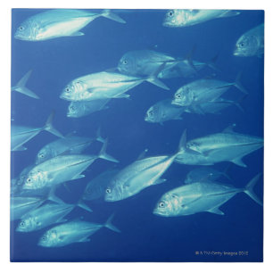 Schule von Fischen 4 Fliese