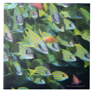 Schule von Fischen 7 Fliese