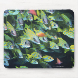 Schule von Fischen 7 Mousepad
