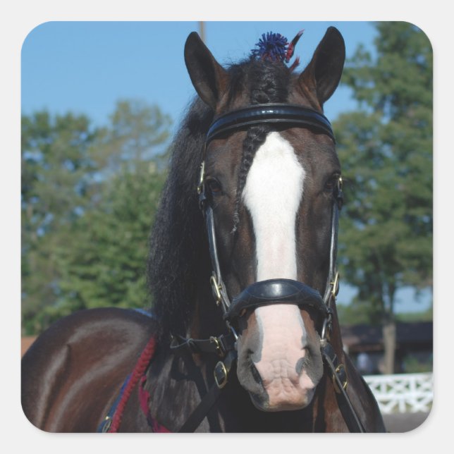 Schulferd Quadratischer Aufkleber (Vorderseite)