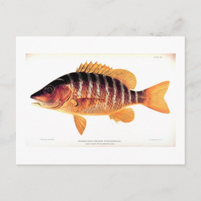 Schulmeister Postkarte (Vorderseite)