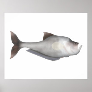 Schulmeisterfisch Poster