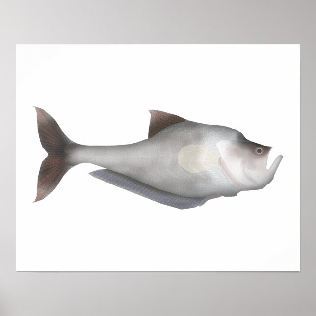 Schulmeisterfisch Poster (Vorne)