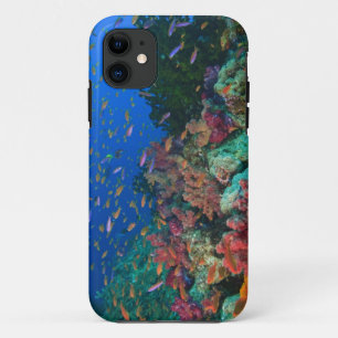 Schulschwarm Feenbarsche (Pseudanthias iPhone 11 Hülle