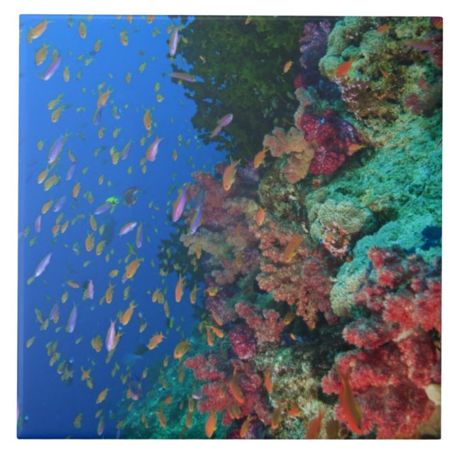 Schulschwarm Feenbarsche (Pseudanthias Fliese (Vorderseite)