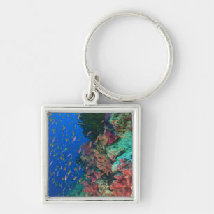 Schulschwarm Feenbarsche (Pseudanthias Schlüsselanhänger