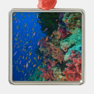 Schulschwarm Feenbarsche (Pseudanthias Silbernes Ornament