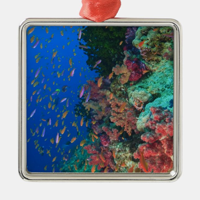 Schulschwarm Feenbarsche (Pseudanthias Silbernes Ornament (Vorne)