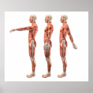 Schulterbiegung, -erweiterung und -hyperextension poster