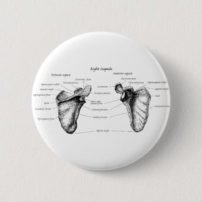 Schulterblatt-Details Button (Vorderseite)