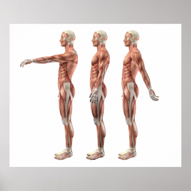 Schulterflexion, Verlängerung und Hyperextension Poster (Vorne)