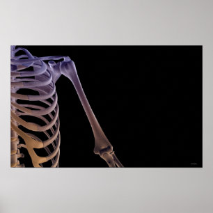 Schulterknochen Poster