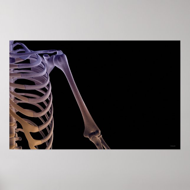 Schulterknochen Poster (Vorne)