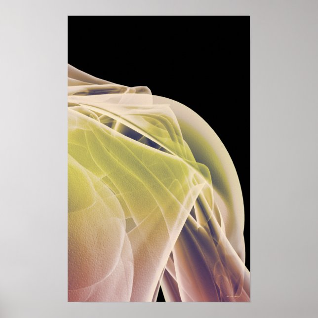 Schultermuskeln 4 poster (Vorne)