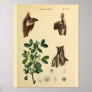 Schulternackmuskeln Anatomie Art Print Poster