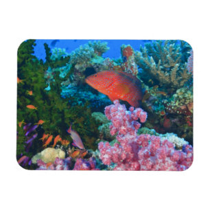 Schulung Fairy Basslets (Pseudanthias Magnet