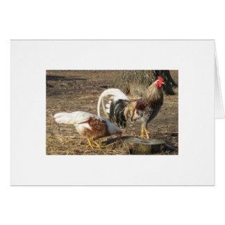 Schutt-Schwanz-Kampfhahn Alabamas blauer