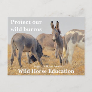 Schützen Sie unsere wilden Burros Postkarte