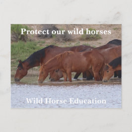 Schützen Sie unsere Wildpferde Postkarte