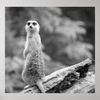 ‚Schutzmeerkat‘ Poster