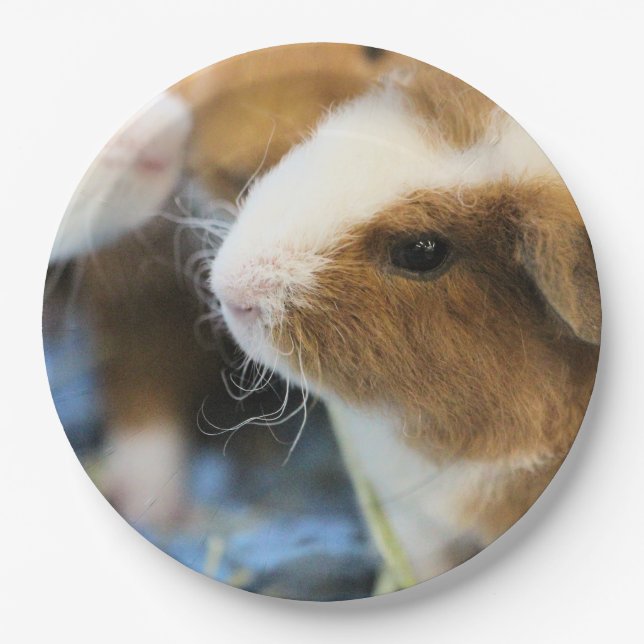 schwach pappteller (Vorderseite)