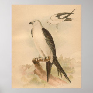 Schwalbe angebundener Drachen-Vogel-Vintager Poster