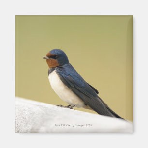 Schwalbe auf einer hölzernen Leiste Magnet