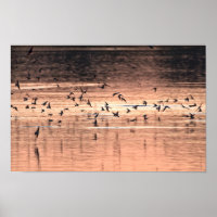 Schwalbe bei Sonnenuntergang