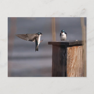 Schwalben 9659 postkarte
