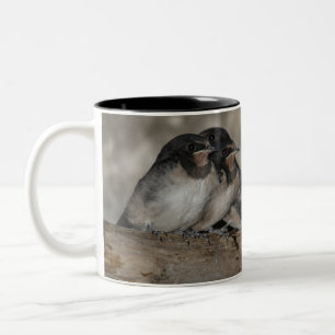 Schwalben-Jungvögel auf einem Ast sitzend Zweifarbige Tasse