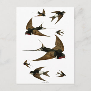 Schwalben Schwarm Vintage Vögel Postkarte