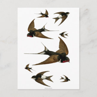 Schwalben Schwarm Vintage Vögel Postkarte
