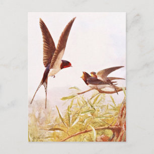 Schwalbenillustration Postkarte