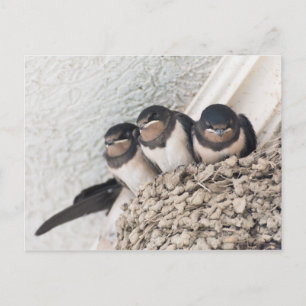 Schwalbennestlinge sitzen im Nest Postkarte