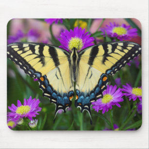 Schwalbenschwanz auf Gänseblümchen Mousepad