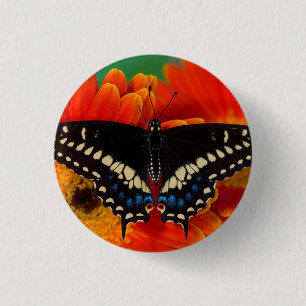 Schwalbenschwanz auf Gerbera Button