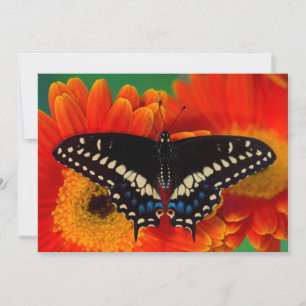 Schwalbenschwanz auf Gerbera Dankeskarte
