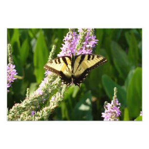 Schwalbenschwanz auf violetten Wildblumen Fotodruck