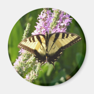 Schwalbenschwanz auf violetten Wildblumen Magnet