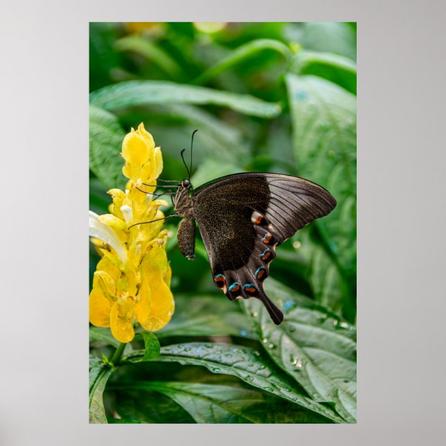 Schwalbenschwanz Schmetterling auf einer Blume Poster (Vorne)