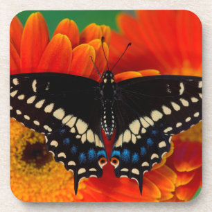 Schwalbenschwanz Schmetterling auf Gerbera-Marguer Getränkeuntersetzer