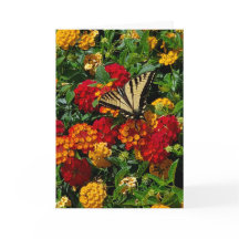 Schwalbenschwanz Schmetterling auf Lantana Grußkar
