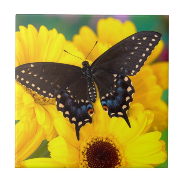 Schwalbenschwanz-Schmetterling Fliese (Vorderseite)