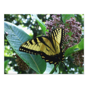 Schwalbenschwanz Schmetterling I auf Seidenpflanze Fotodruck