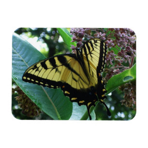Schwalbenschwanz Schmetterling I auf Seidenpflanze Magnet