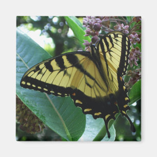 Schwalbenschwanz Schmetterling I auf Seidenpflanze Magnet