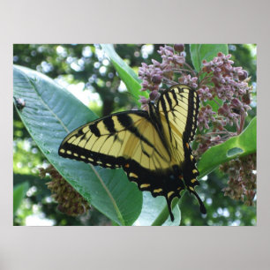 Schwalbenschwanz Schmetterling I auf Seidenpflanze Poster