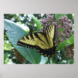 Schwalbenschwanz Schmetterling I auf Seidenpflanze Poster
