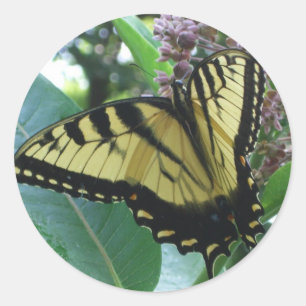 Schwalbenschwanz Schmetterling I auf Seidenpflanze Runder Aufkleber